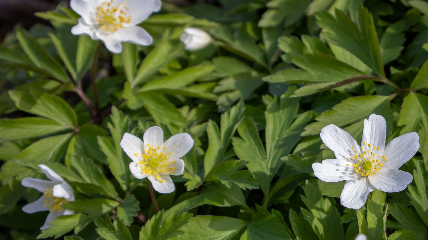 Buschwindröschen im Winterwald