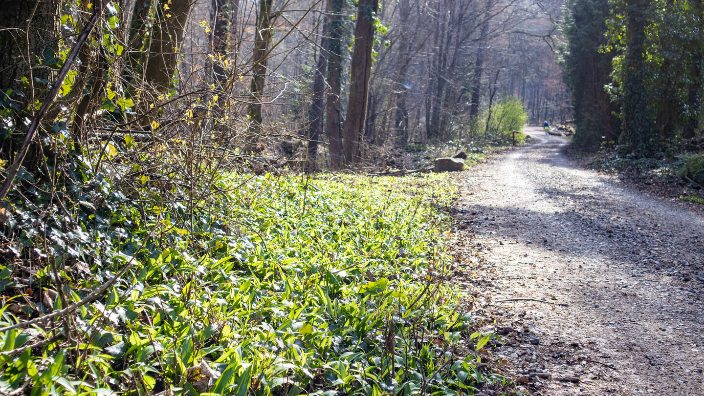 Saumweg bei Ettlingen