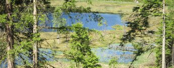 Blick durch Tannen auf die verbleibenden Seeflächen