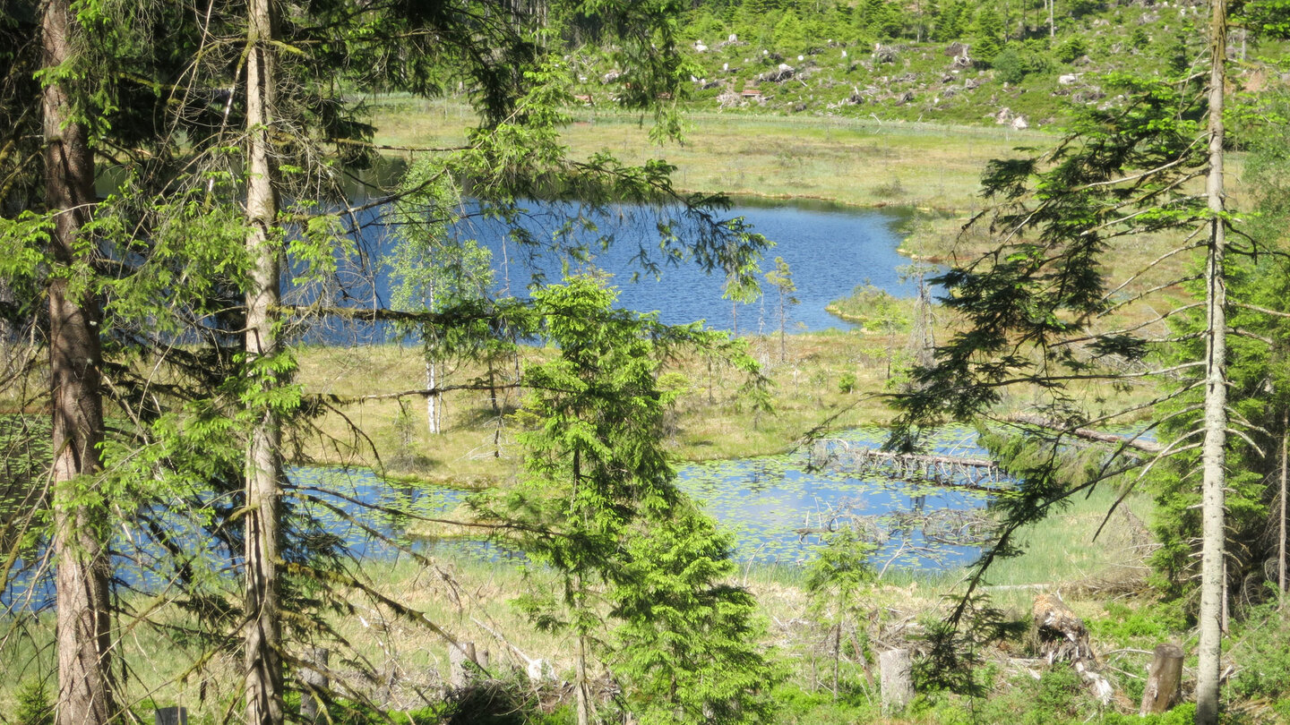 Blick durch Tannen auf die verbleibenden Seeflächen des Huzenbach Sees Blick durch Tannen auf die verbleibenden Seeflächen