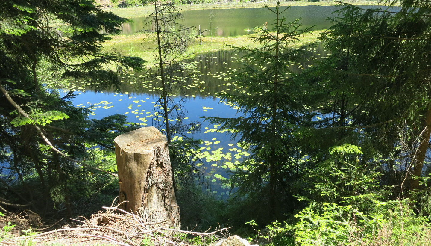 auf dem Huzenbacher See findet man Seerosen