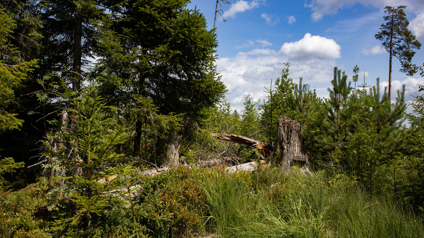 der Murgleiter-Wanderweg beim Kleemiss-Hochmoor