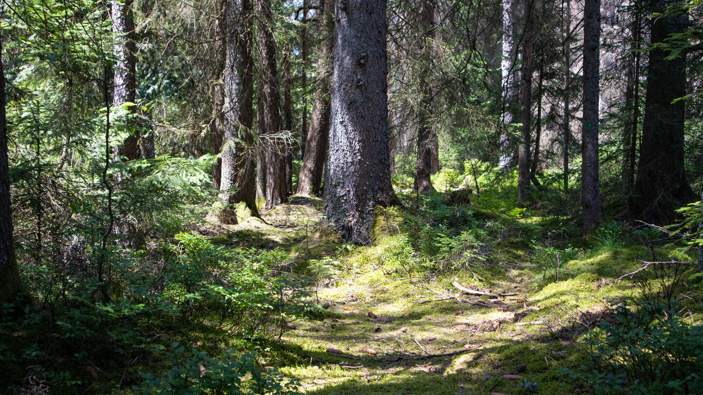 bemooster Waldboden am Wanderweg