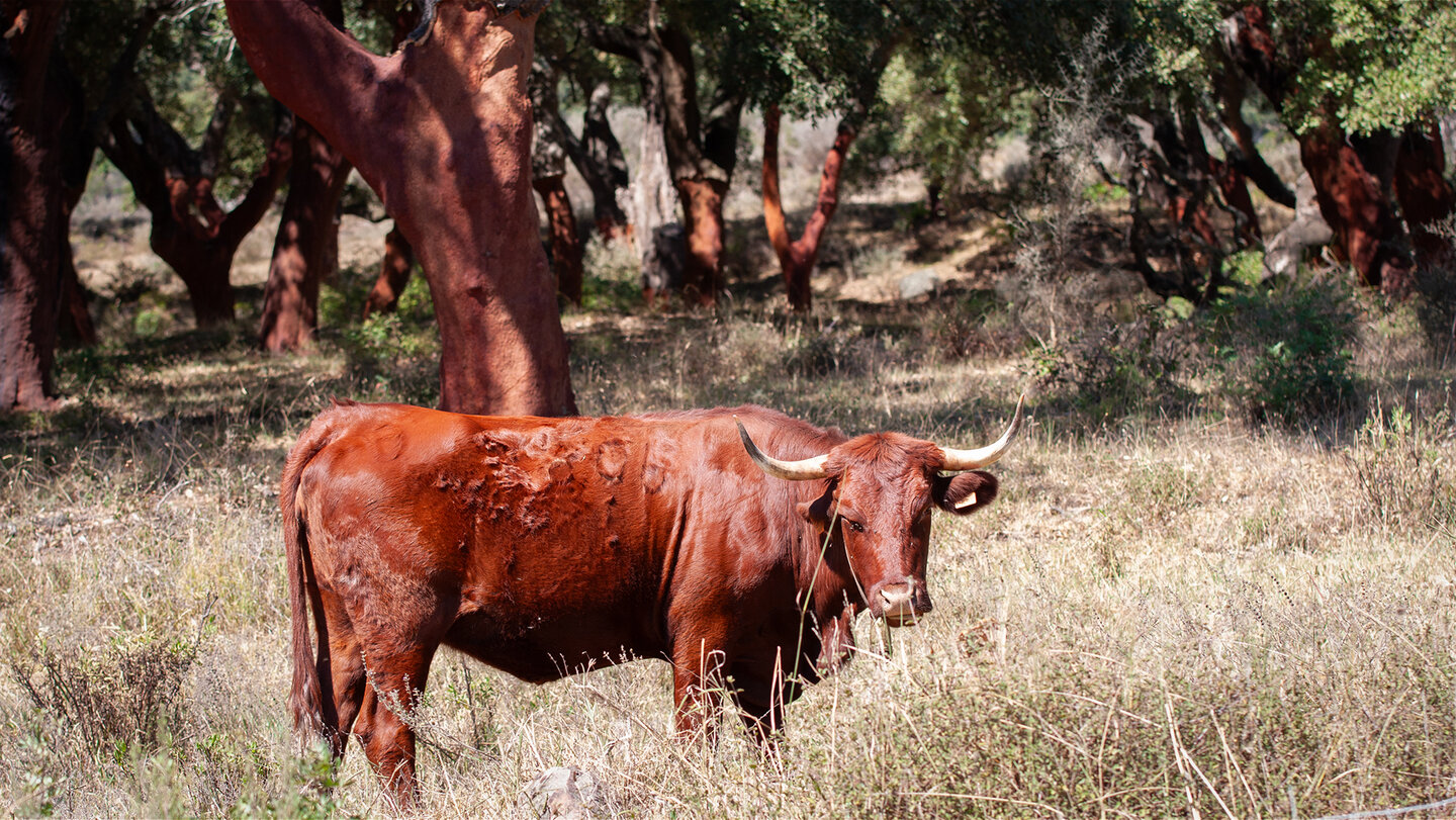 Rinder grasen unter Korkeichen im Naturpark Los Alcornocales | © Sunhikes