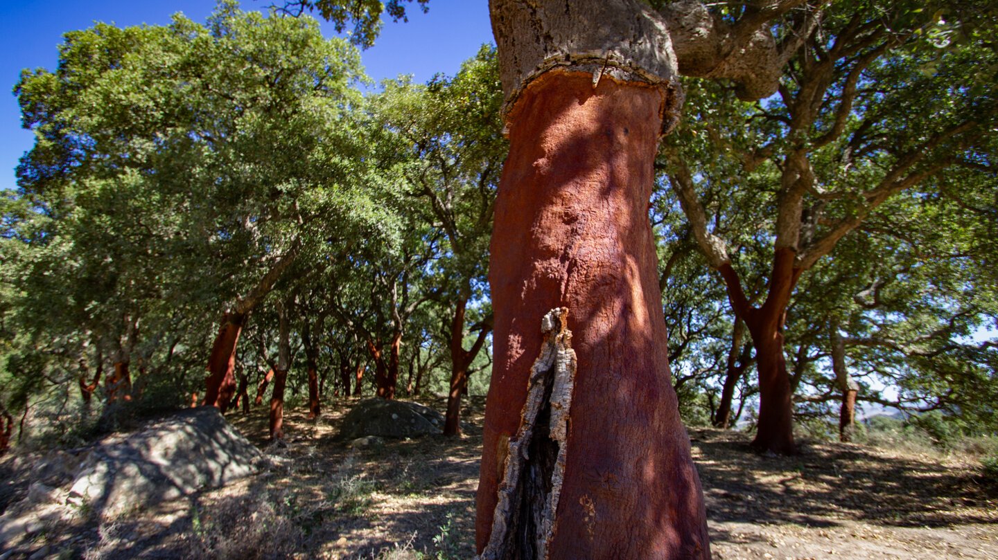 Korkeichen im Naturpark Los Alcornocales  | © Sunhikes