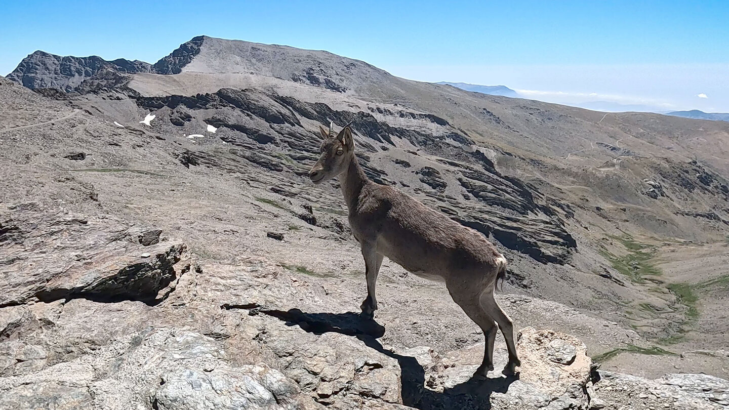 Steinbock Sierra Nevada Spanien | © Sunhikes