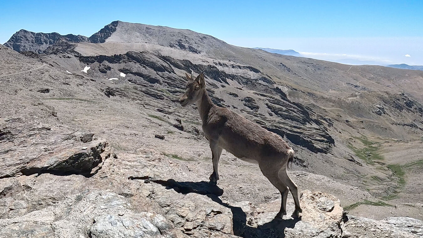 Steinbock Sierra Nevada Spanien | © Sunhikes