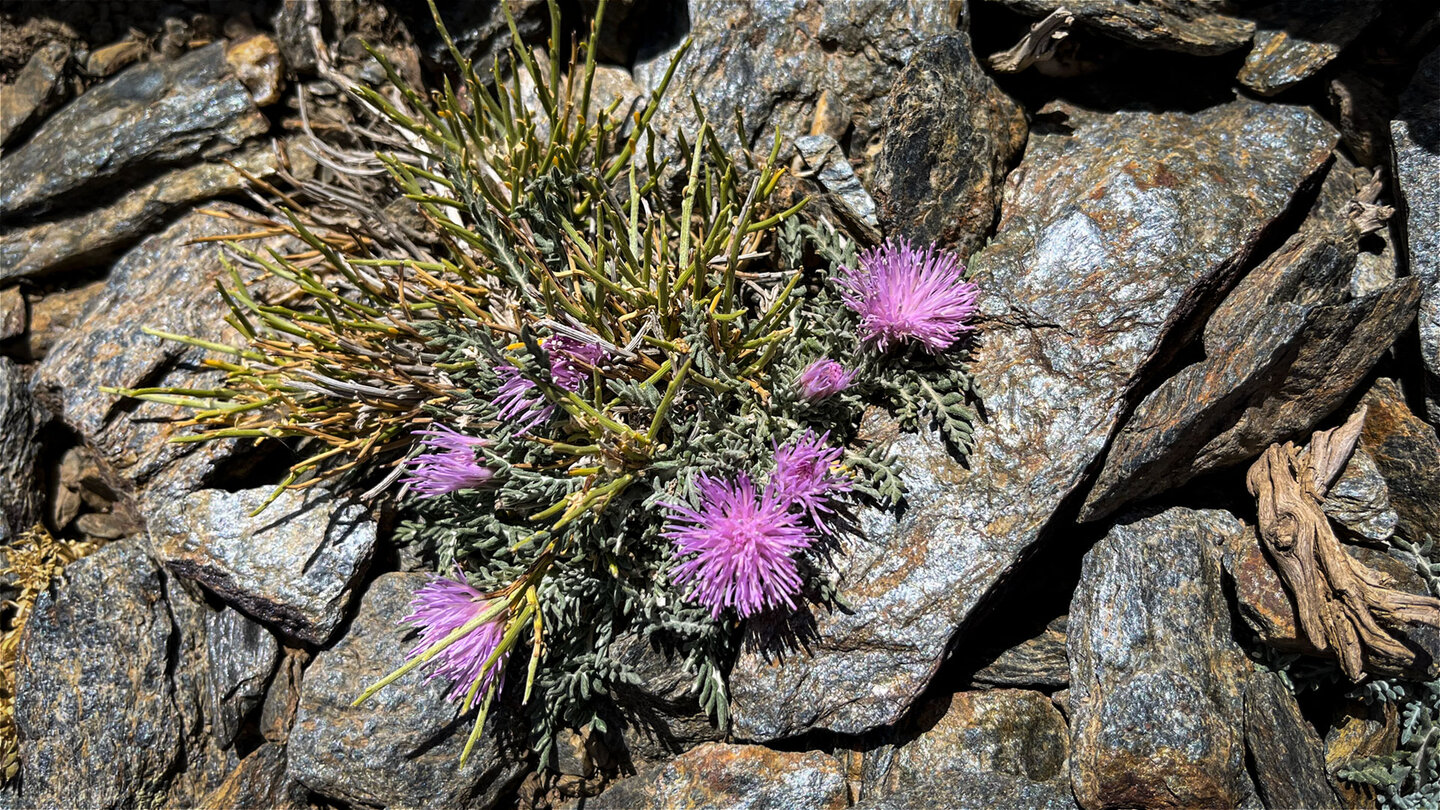 Flora Sierra Nevada in Andalusien | © Sunhikes
