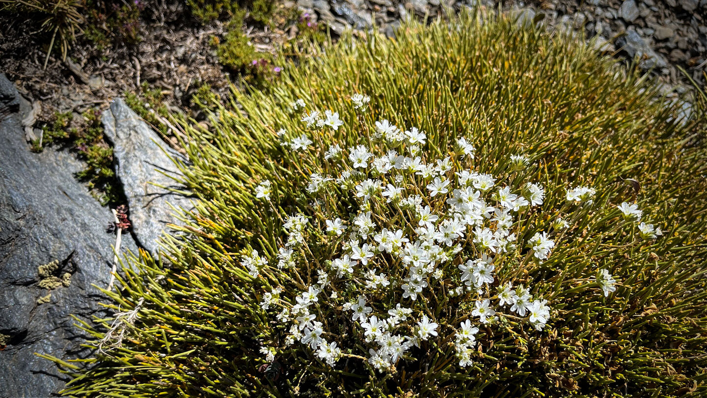 Flora Sierra Nevada in Andalusien | © Sunhikes