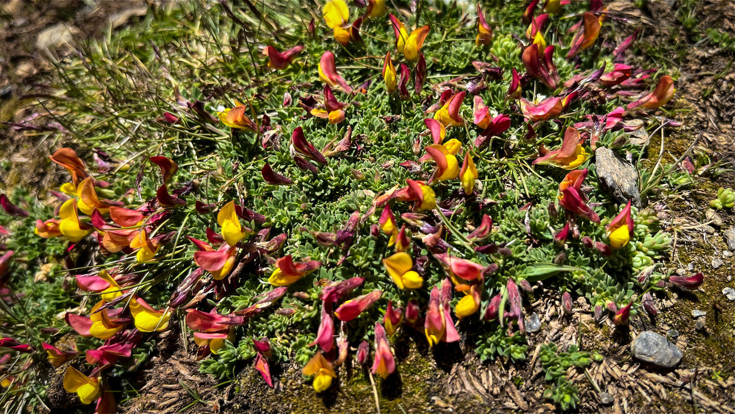 Flora Sierra Nevada in Andalusien | © Sunhikes