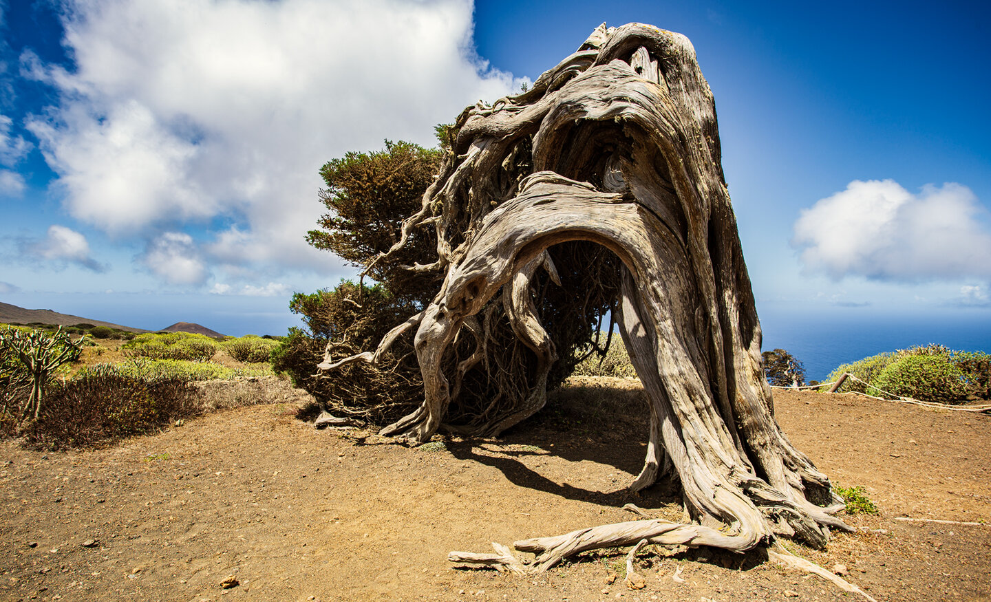 El Sabinar – windgebeugte Wacholderbäume als Zeugen der Zeit auf El Hierro | © Sunhikes