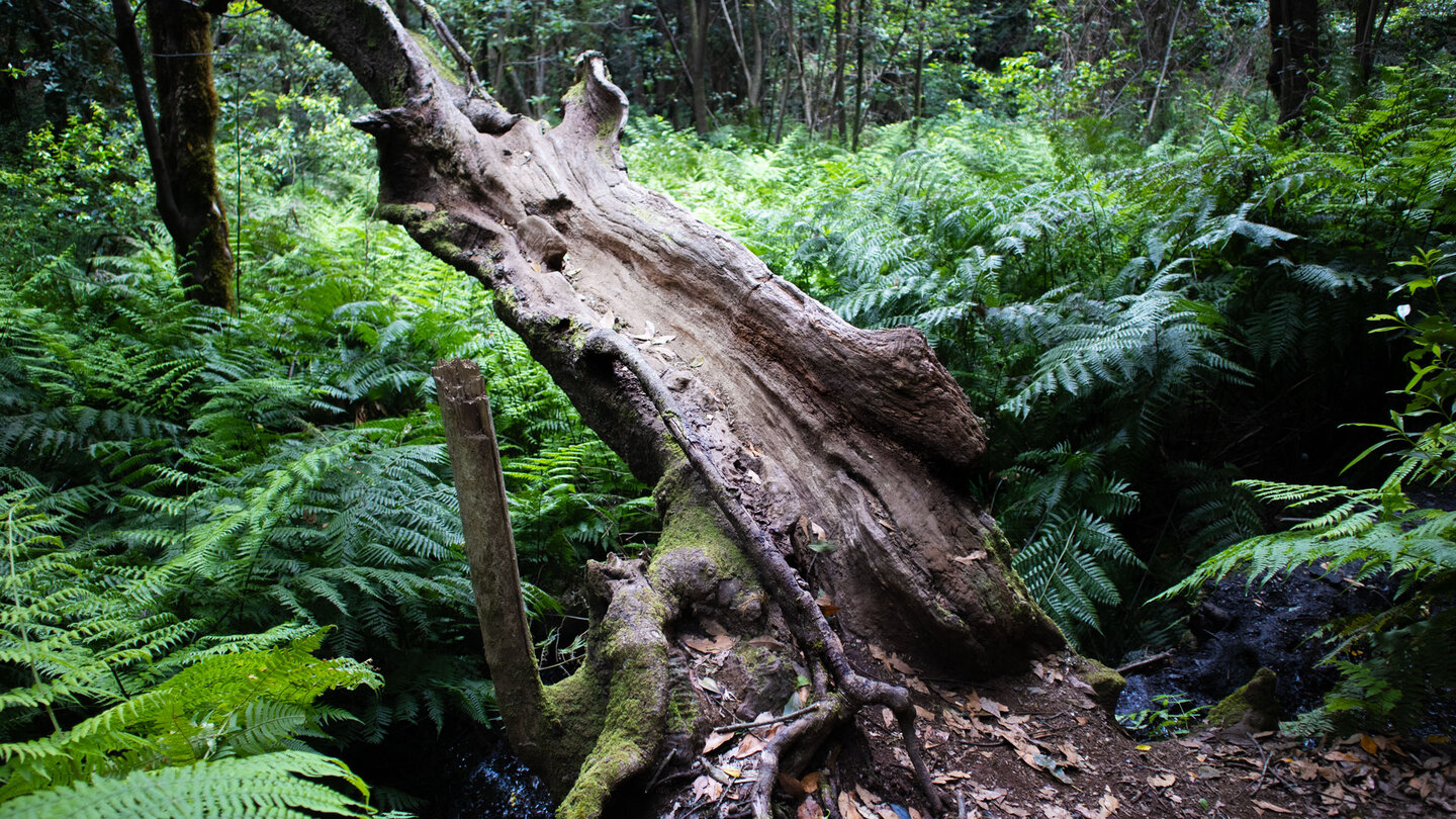 Touren durch den Barranco del Cedro im Garajonay-Nationalpark auf La Gomera | © Sunhikes