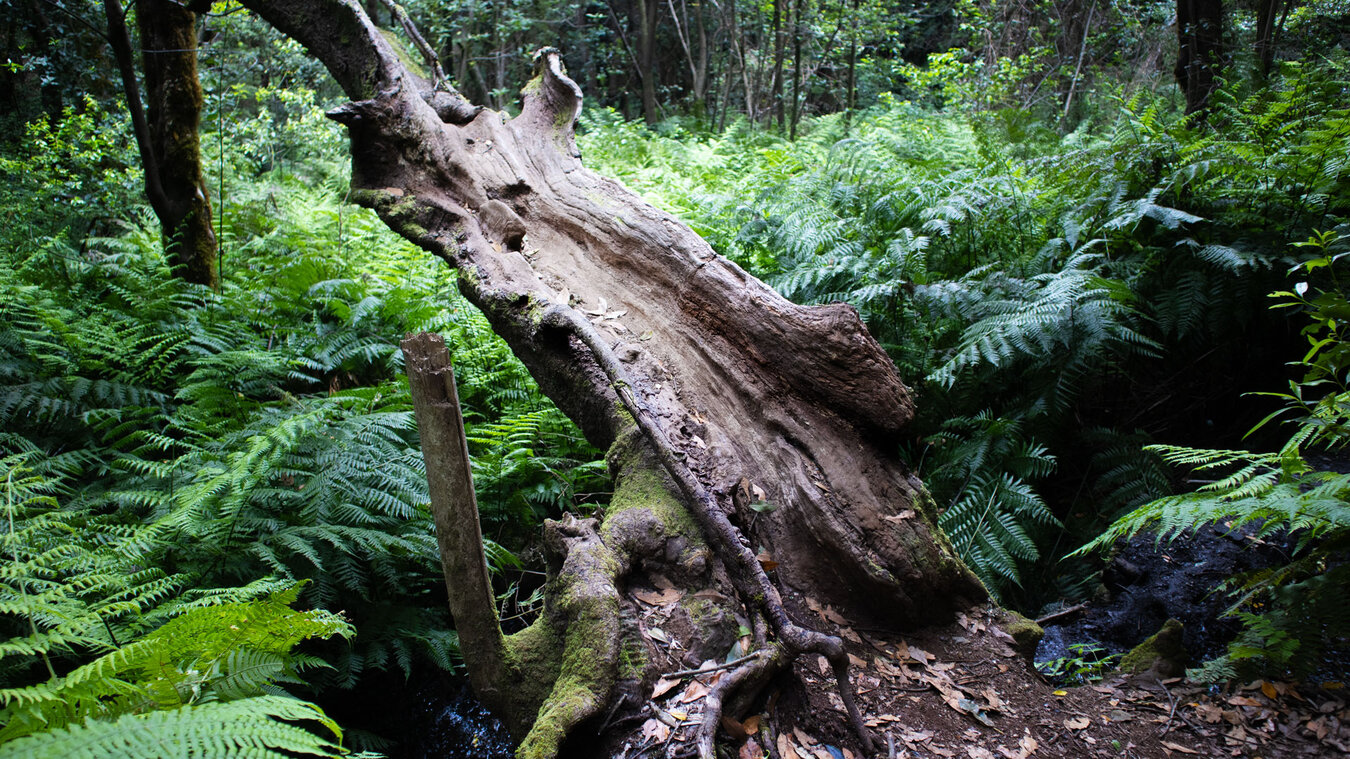 Touren durch den Barranco del Cedro im Garajonay-Nationalpark auf La Gomera | © Sunhikes