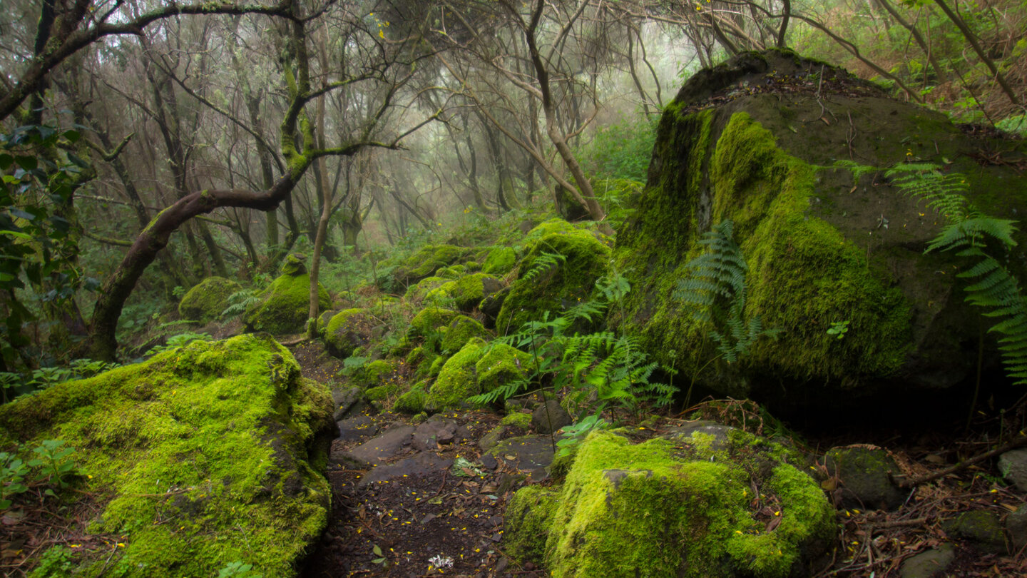 auf schmalen Pfaden durch den Lorbeerwald La Palmas | © Sunhikes