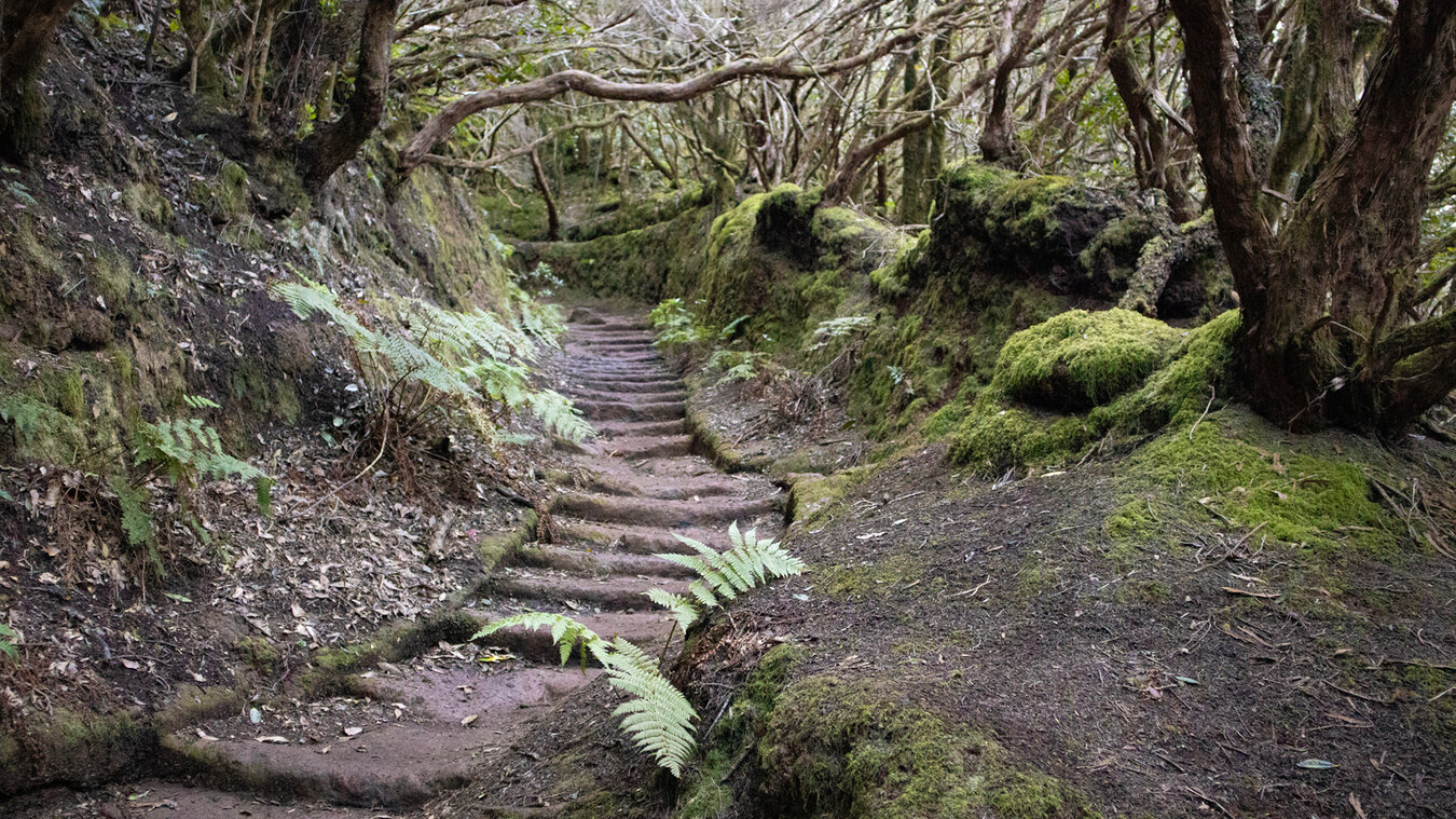 Wege durch den Lorbeerwald im Anaga-Gebirge | © Sunhikes
