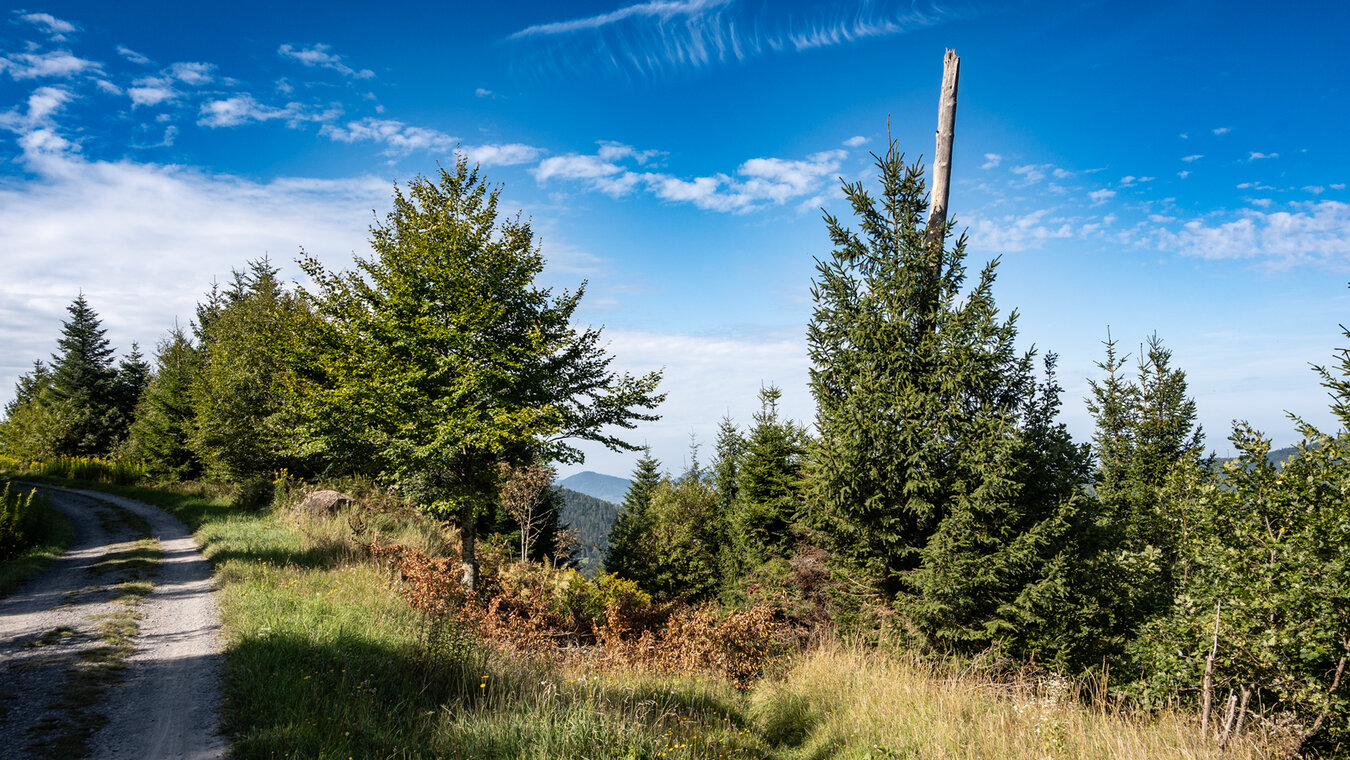 wandern auf dem aussichtsreichen Hahnenfalzweg | © Sunhikes