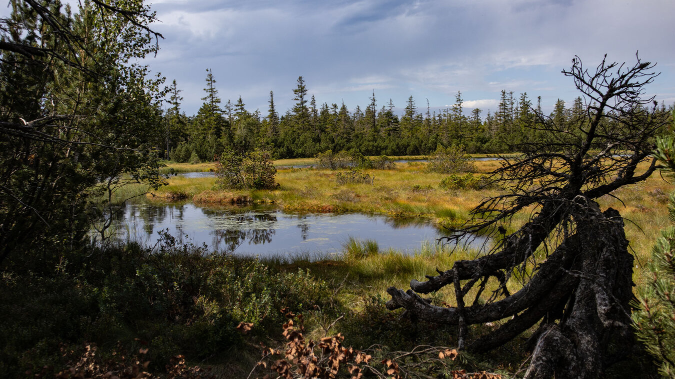 der Hohlohsee im Hochmoor bei Kaltenbronn | © Sunhikes