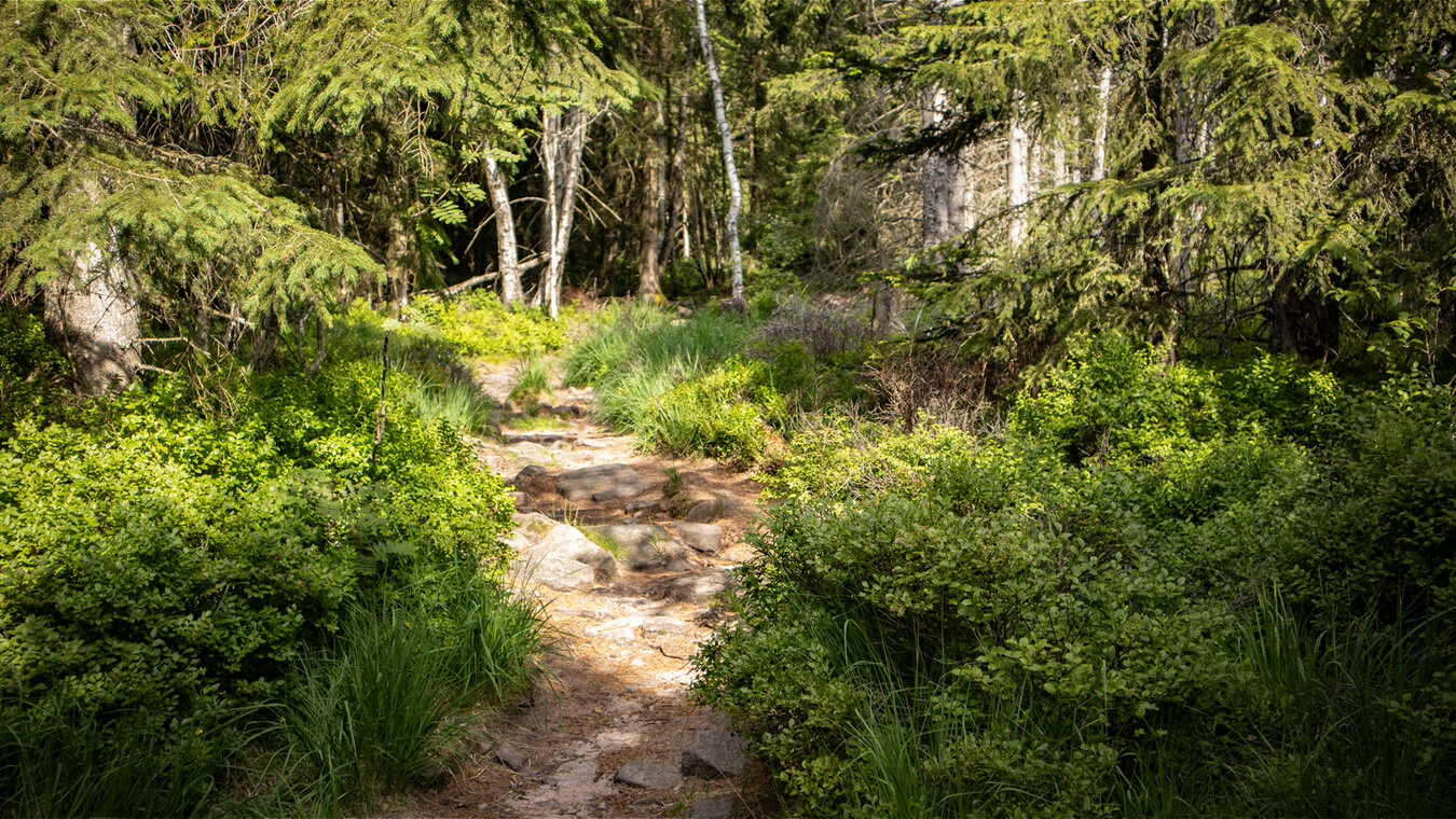 naturbelassene Wanderpfade rund ums Albtal | © Sunhikes