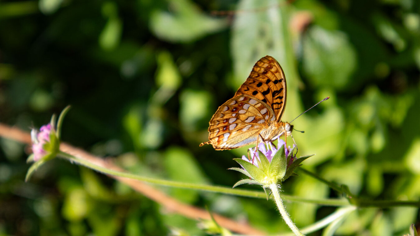 Feuriger Perlmuttfalter (Fabriciana adippe) | © Sunhikes