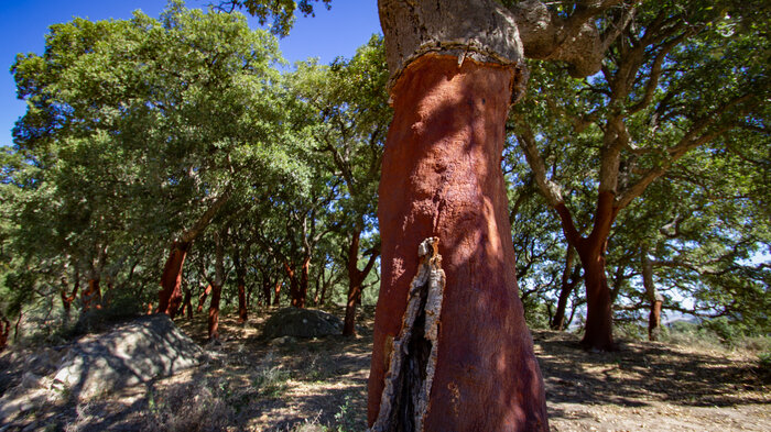 Korkeichen im Naturpark Los Alcornocales in Andalusien | © Sunhikes