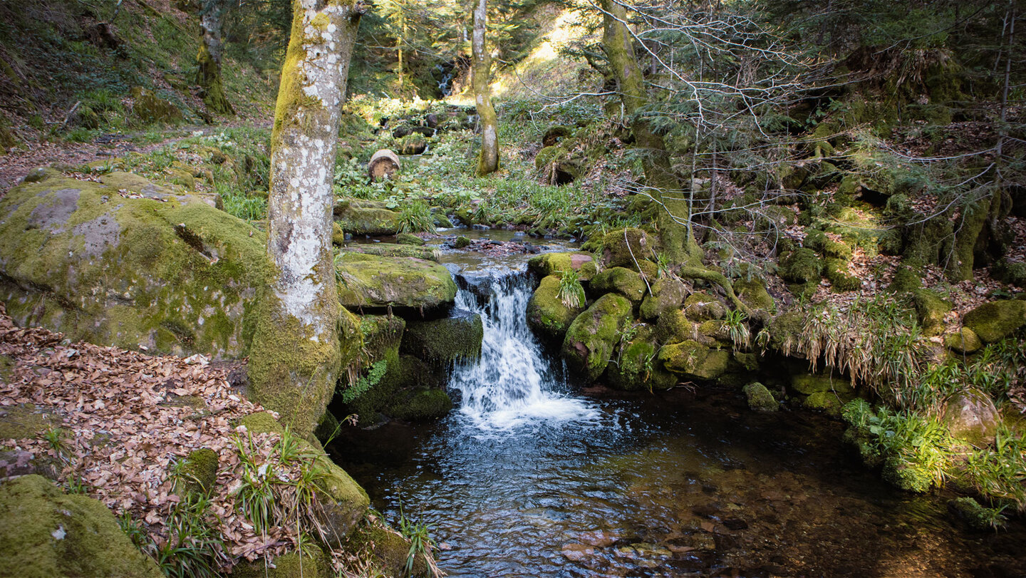 auf dem Wiesensteig im Tal der Wilden Rench | © Sunhikes