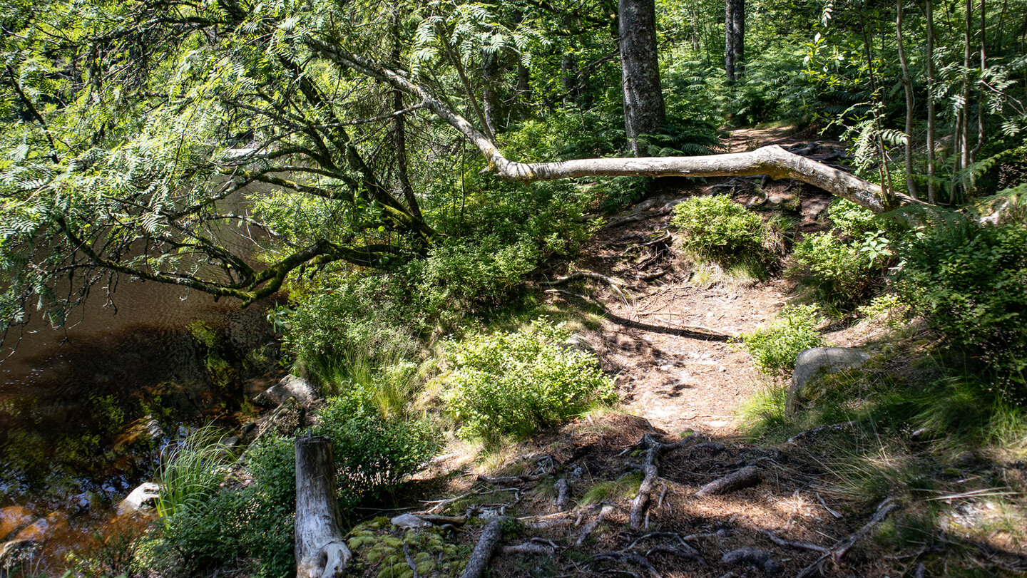 Wanderpfad am Glaswaldsee | © Sunhikes