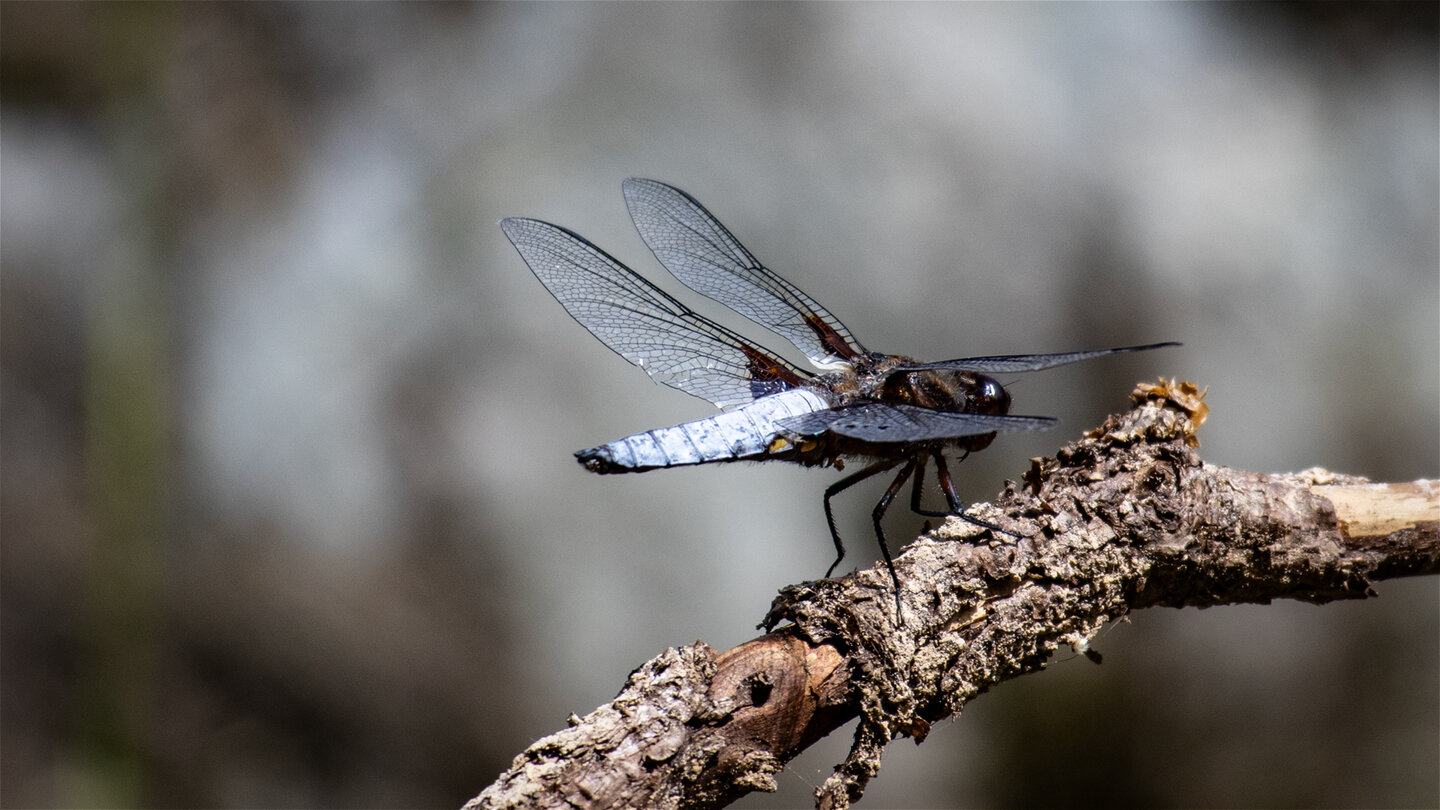 Plattbauch-Libelle am Glaswaldsee | © Sunhikes