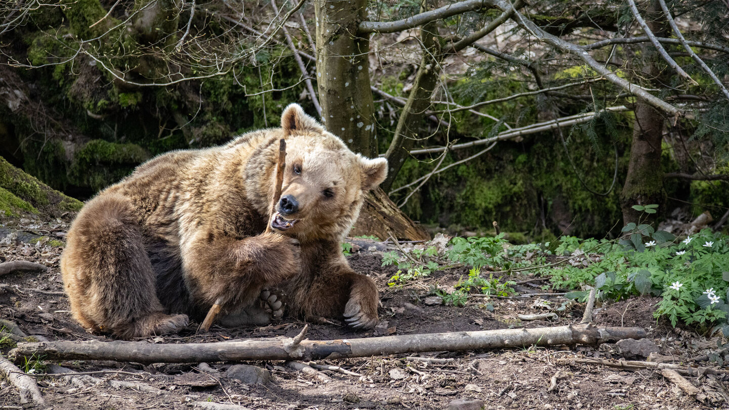 Alternativer Wolf- und Bärenpark Schwarzwald | © Sunhikes