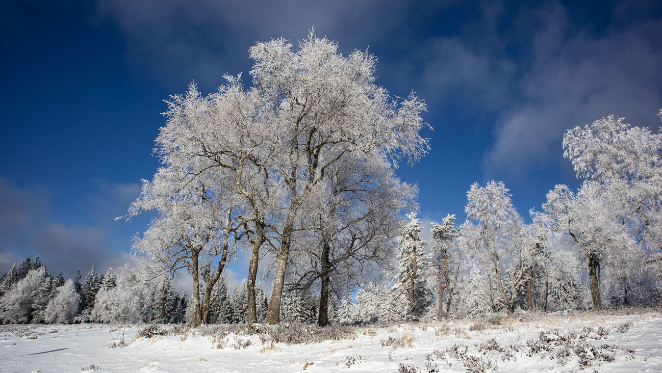 Winter am Schliffkopf im Nordschwarzwald | © Sunhikes