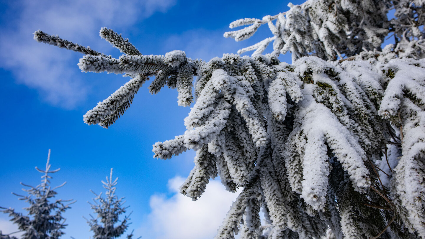 Winter am Kniebis | © Sunhikes