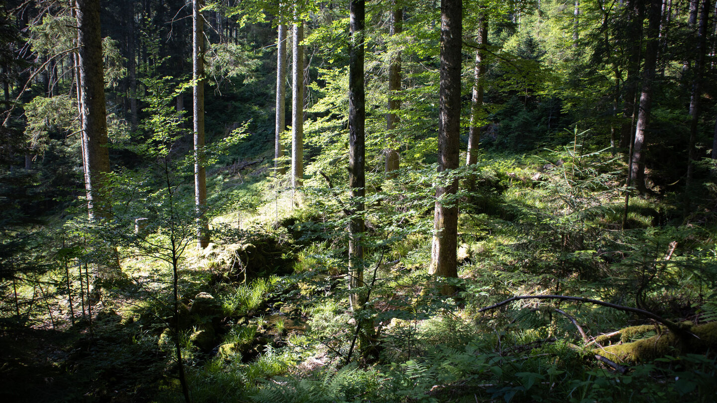 Wald im Nationalpark Schwarzwald | © Sunhikes
