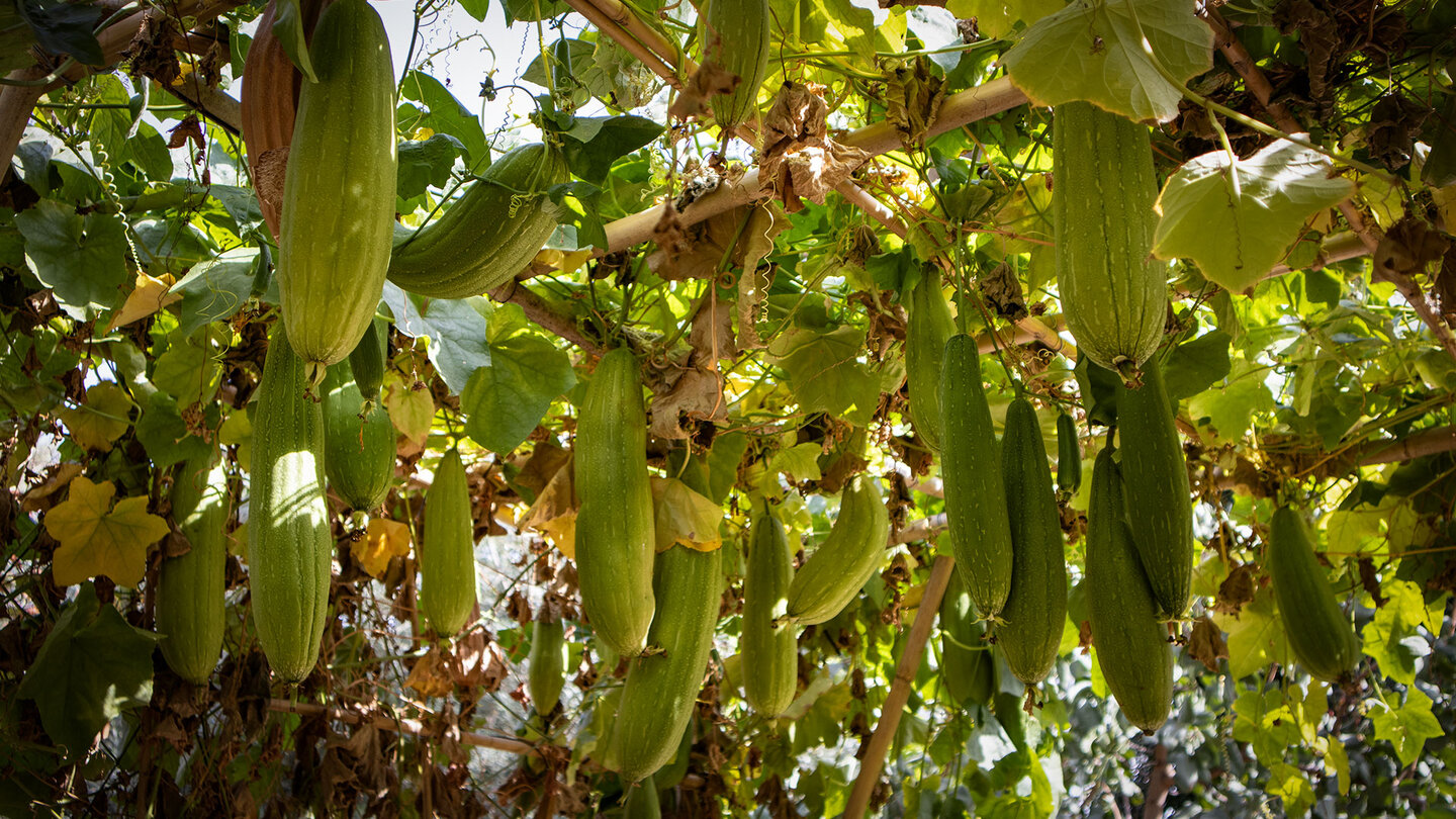 Gurkenzucht im botanischen Garten von Córdoba | © Sunhikes