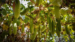 Gurkenzucht im botanischen Garten von Córdoba | © Sunhikes