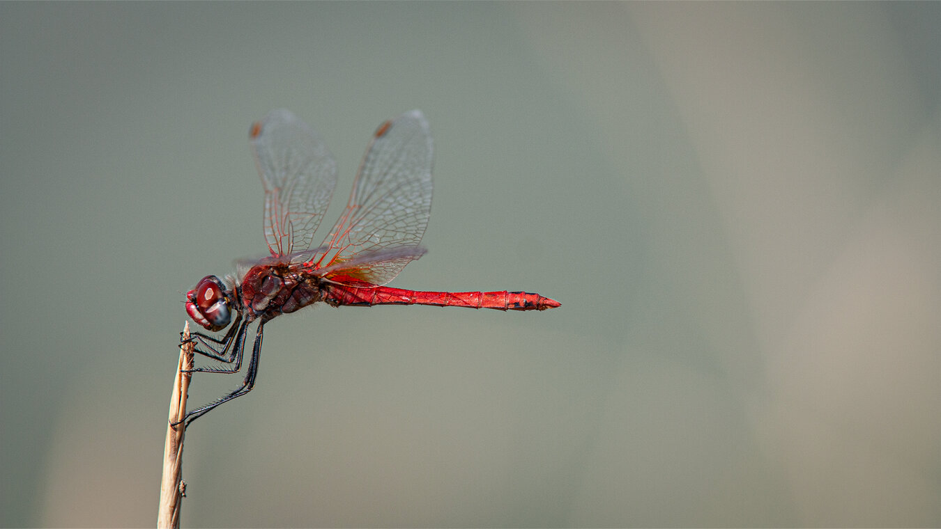 Feuerlibelle im Parque Nacional de Doñana | © Sunhikes