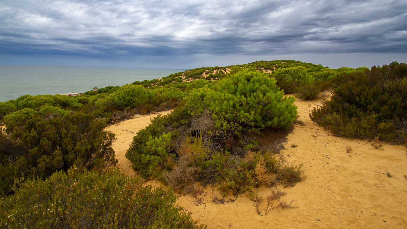 der Nationalpark Coto de Doñana am atlantischen Ozean | © Sunhikes