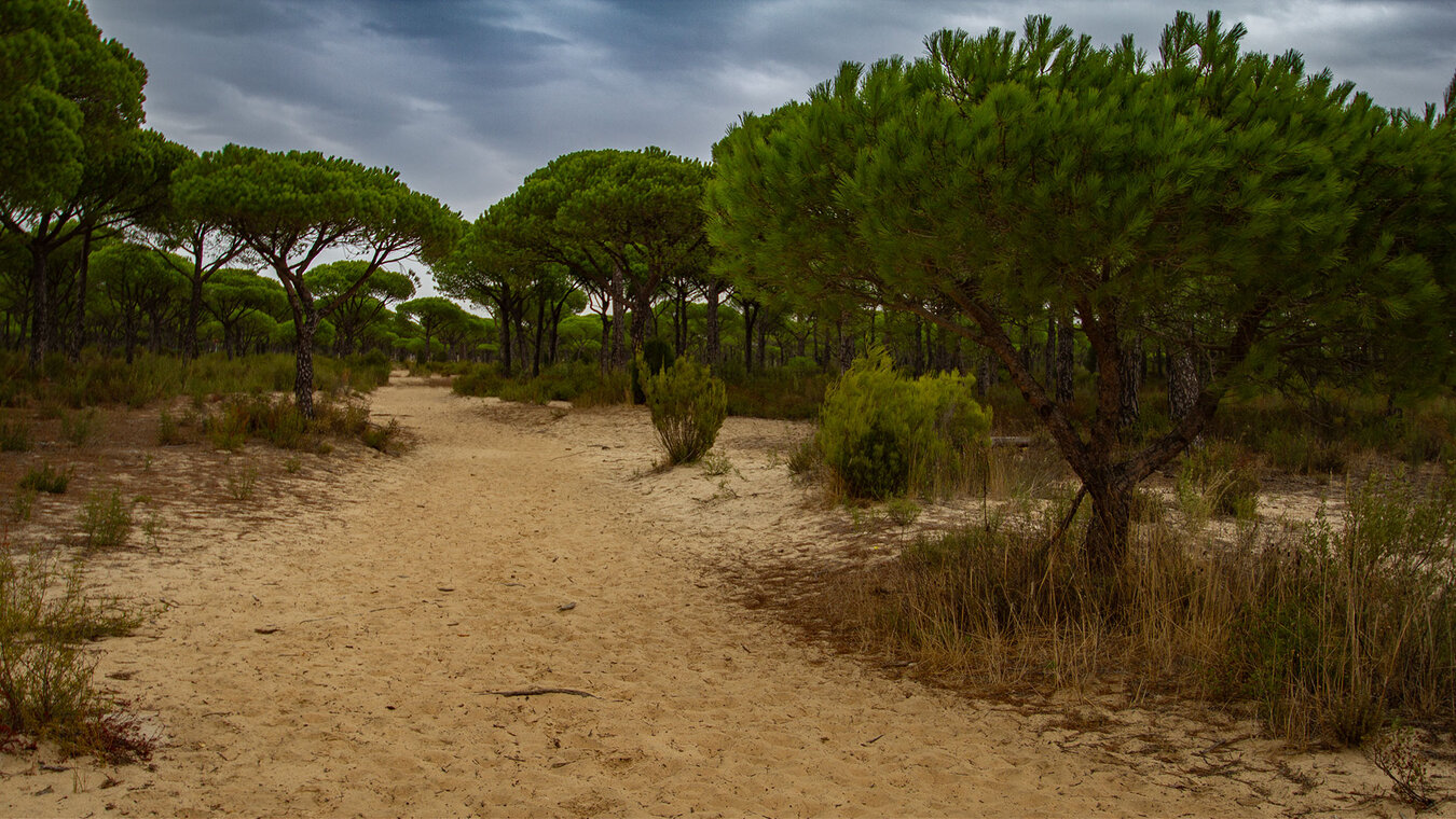 Wanderweg durch die Pinienwälder des Parque Nacional de Doñana | © Sunhikes