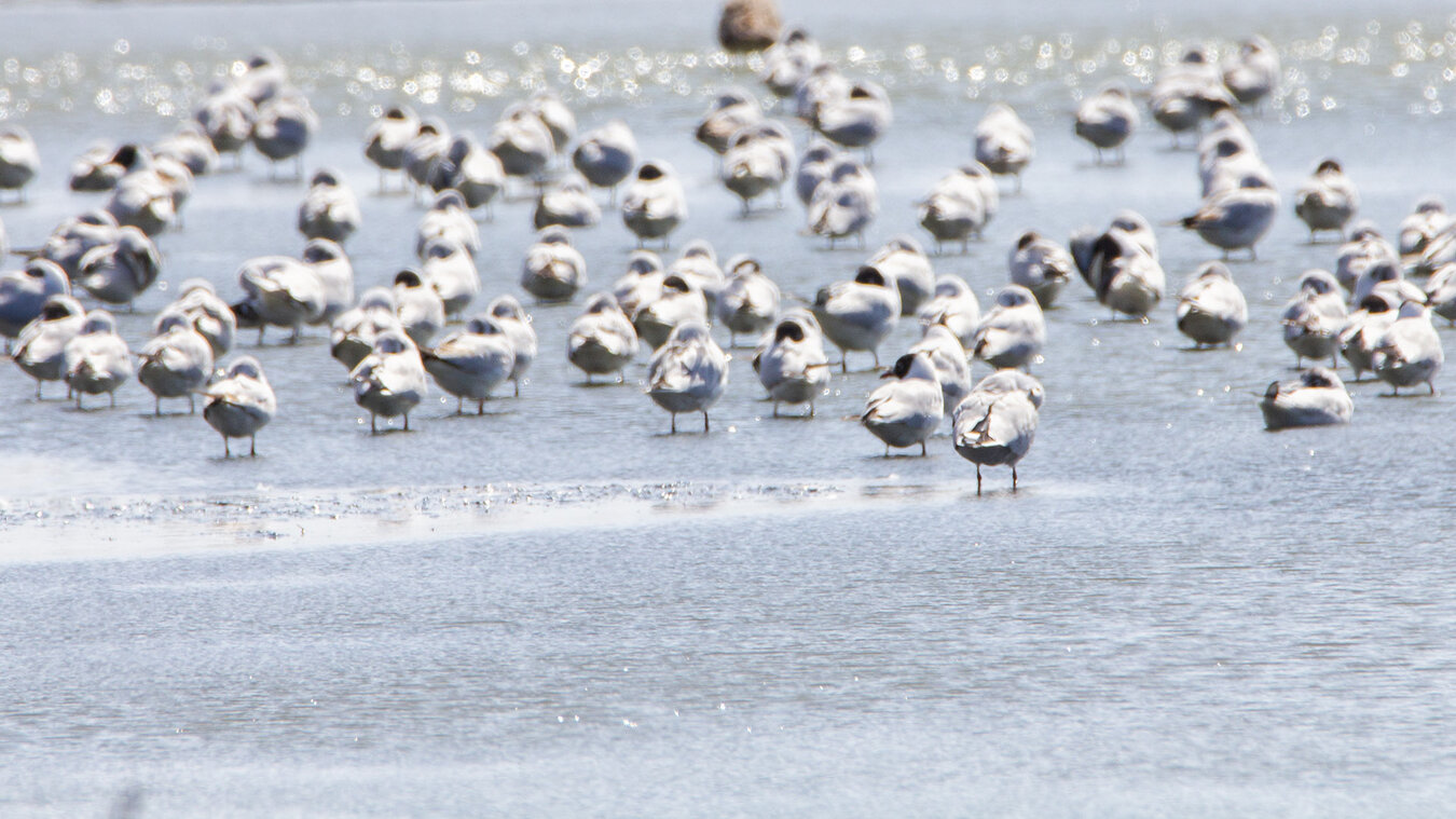 der Parque Nacional de Doñana ist ein Paradies für Vögel | © Sunhikes
