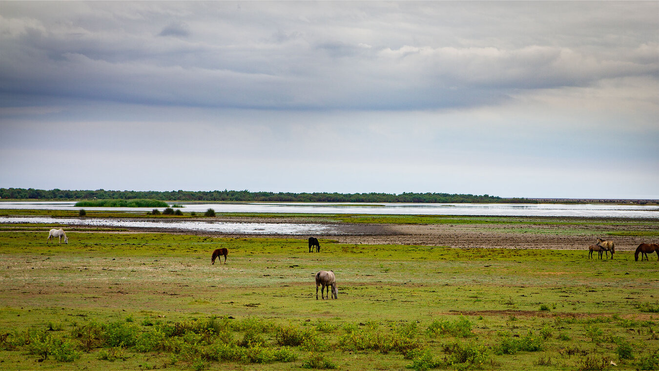 Pferde im Feuchtgebiet bei La Rocina im Nationalpark Coto de Doñana | © Sunhikes