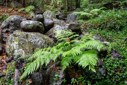 Ein Farn im Lorbeerwald Cubo de la Galga | © Sunhikes