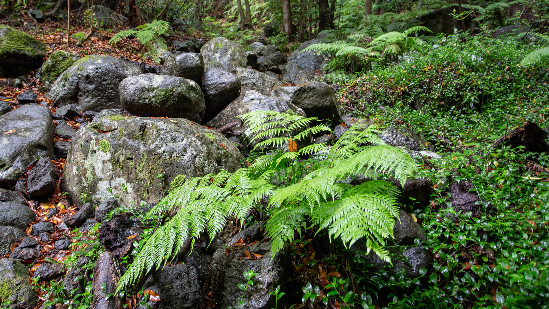 Ein Farn im Lorbeerwald Cubo de la Galga | © Sunhikes