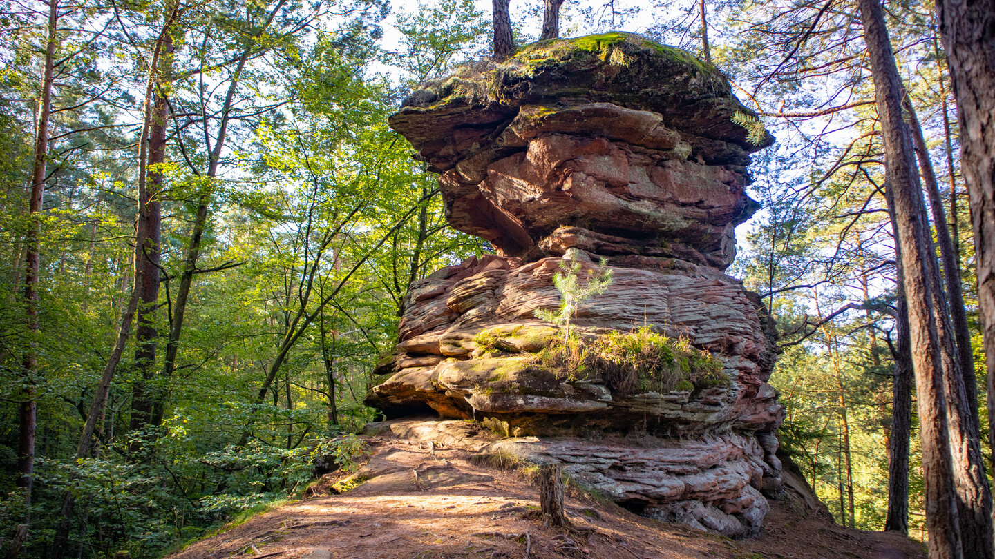 Mooskopf am Dahner Felsenpfad | © Sunhikes