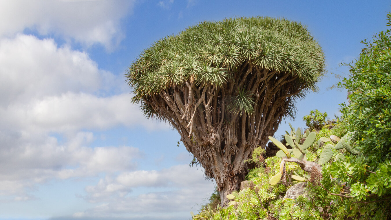 Drachenbaum auf La Palma | © Sunhikes