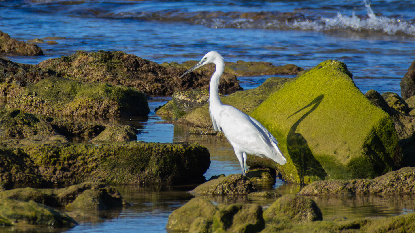 Loeffelreiher im Naturpark del Estrecho | © Sunhikes