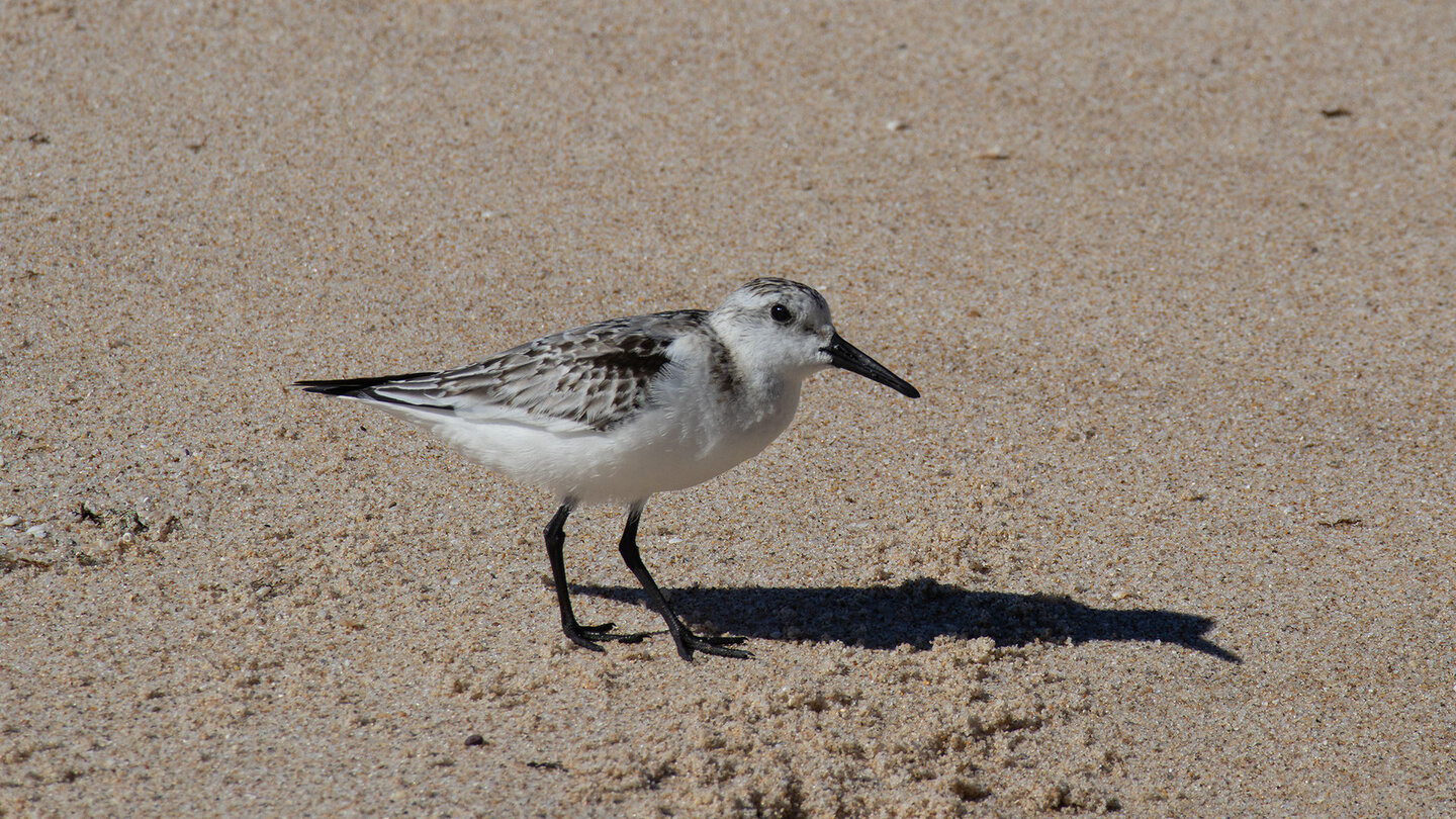 Sanderling im Parque Natural del Estrecho  | © Sunhikes