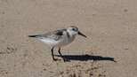 Sanderling im Parque Natural del Estrecho  | © Sunhikes