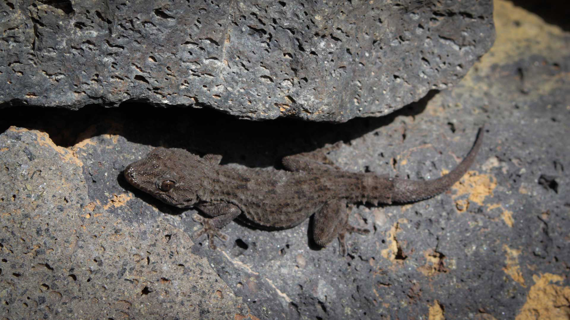 Kanarengecko (Tarentola delalandii) | © Sunhikes Kanarengecko (Tarentola delalandii) | © Sunhikes