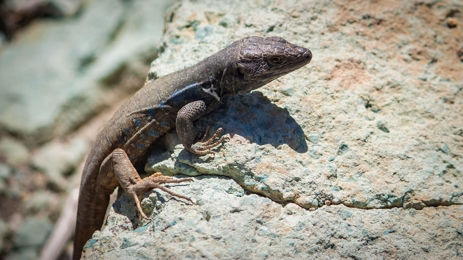 blau gefleckte Kanareneidechse | © Sunhikes