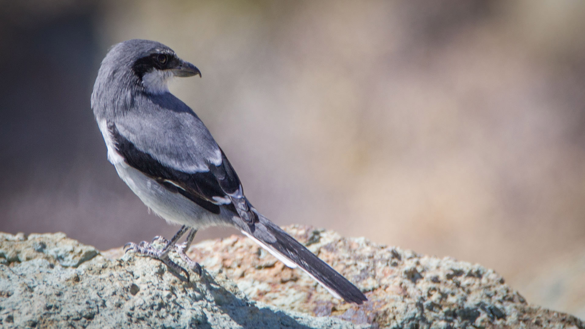 Nördlicher Raubwürger (Lanius excubitor) | © Sunhikes