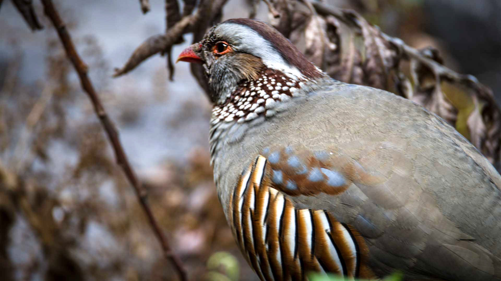 Felsenhuhn (Alectoris barbara) | © Sunhikes Felsenhuhn (Alectoris barbara) | © Sunhikes