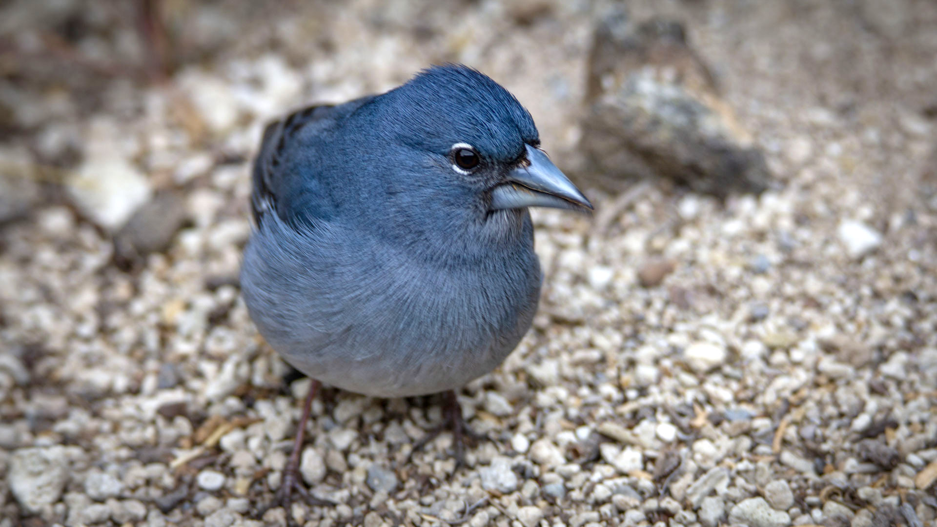 Teidefink (Fringilla teydea) | © Sunhikes